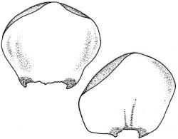 Lembophyllum clandestinum. Leaves. Drawn from W.R. Buck 7049, CHR 412514 and K.W. Allison 2942, CHR 523703.
 Image: R.C. Wagstaff © 2008 British Bryological Society. Reprinted by permission of Informa UK Limited, trading Taylor & Francis Group, https://www.tandfonline.com on behalf of British Bryological Society. Reprinted by permission of Informa UK Limited, trading Taylor & Francis Group, https://www.tandfonline.com on behalf of British Bryological Society.